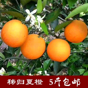 新鲜橙子5斤包邮秭归脐橙夏橙蜜奈蜜津脐橙五月红伦晚孕妇水果