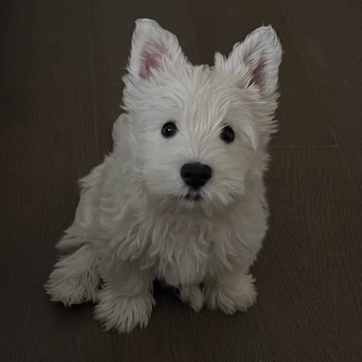 纯种西高地幼犬软毛刚毛双血统赛级网红宠物活体西高地犬白梗小狗