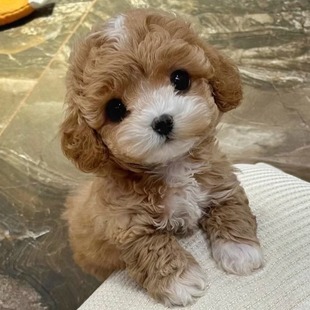 纯种马尔泰幼犬活体双血统陪伴宠物狗狗双色加白花马尔泰小体狗狗