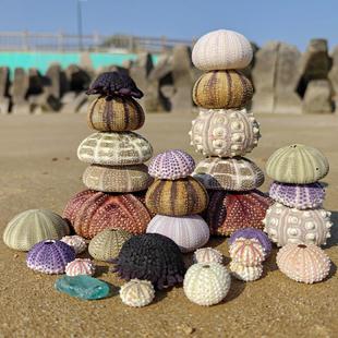 天然海胆壳小夜灯罩相册标本收藏头盔海胆空气凤梨底座手工diy