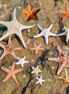 天然海星干标本海螺贝壳居家装饰