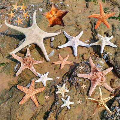 天然海星干标本海螺贝壳居家装饰