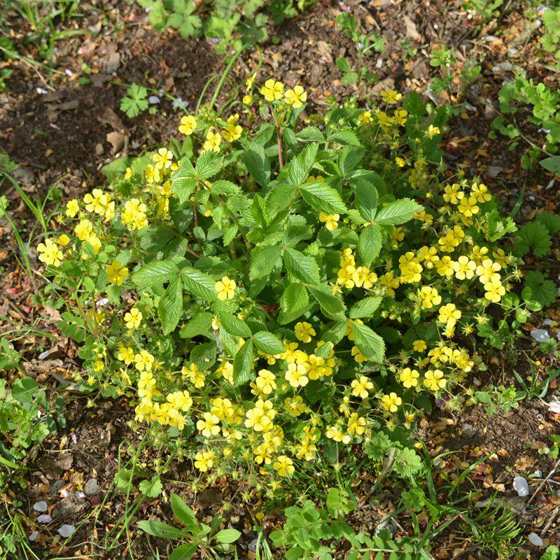 翻白草种子草花种子萎陵菜种籽委陵菜种子白头翁蛤蟆草天青地白籽