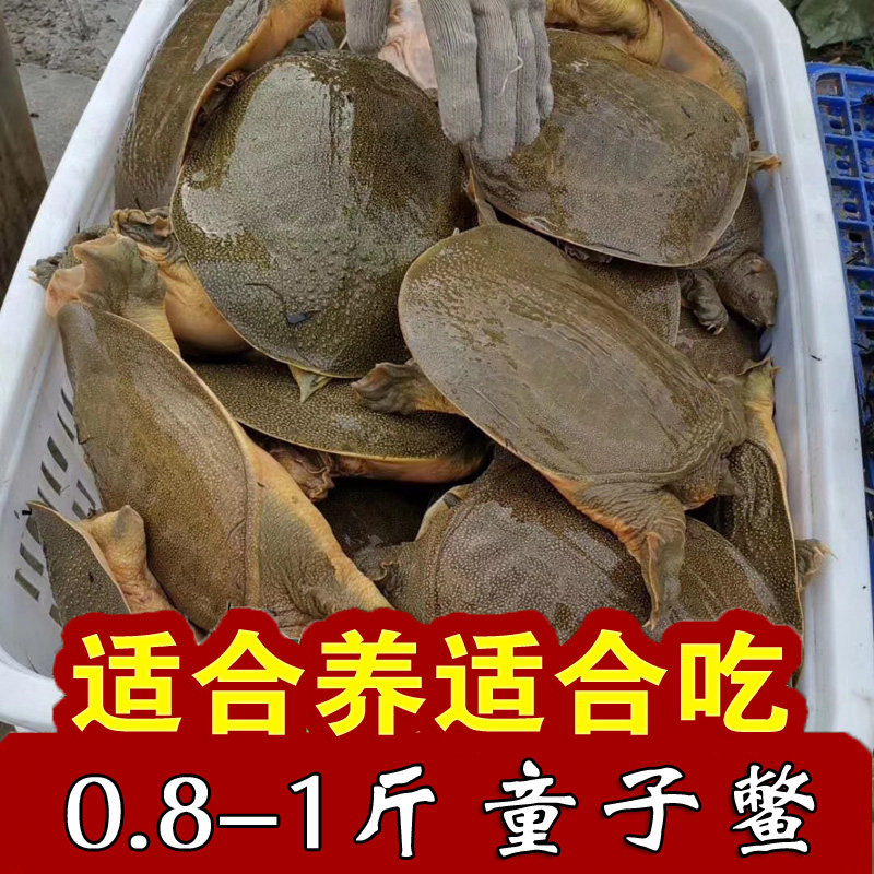 6-8两小甲鱼苗老鳖王八中华鳖水鱼苗团鱼活体养殖食用龟清水鳖