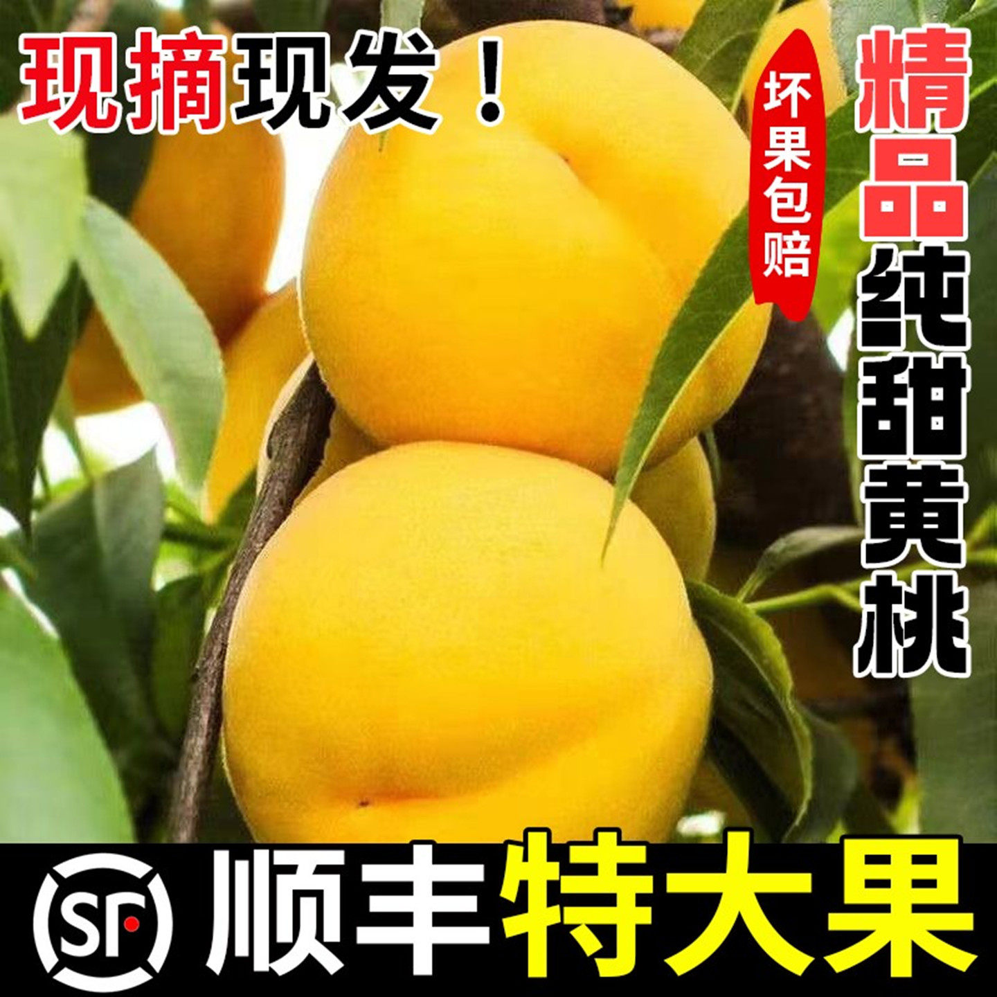 精品黄桃纯甜砀山黄桃香甜多汁