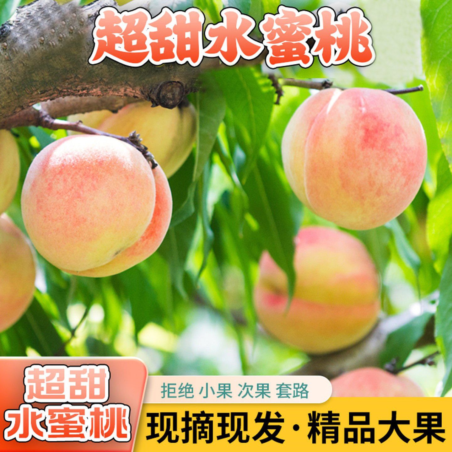 现摘水蜜桃砀山突围5斤脆甜多汁