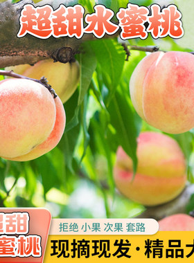 现摘水蜜桃砀山突围5斤脆甜多汁