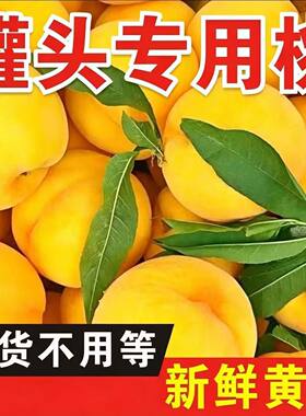 精品硬黄桃砀山黄桃脆甜