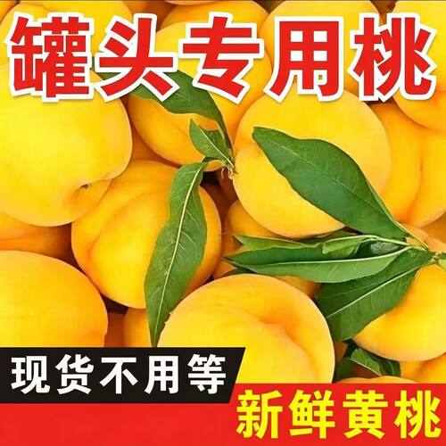 精品硬黄桃砀山黄桃脆甜