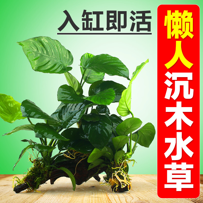 疯狂石头 水榕沉木水族箱水草造景鱼缸造景套餐 水草莫斯鱼缸装饰