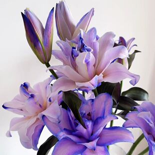紫百合浓香重瓣百合花紫霞仙子云南昆明基地直发花苞鲜花水培