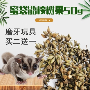 蜜袋鼯日常零食飞鼠桉树果磨牙洁齿桉树种子树果宠物用品磨牙粮食