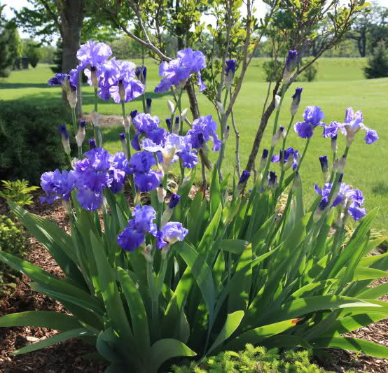 蝴蝶兰庭院植物绿化苗木水生花卉