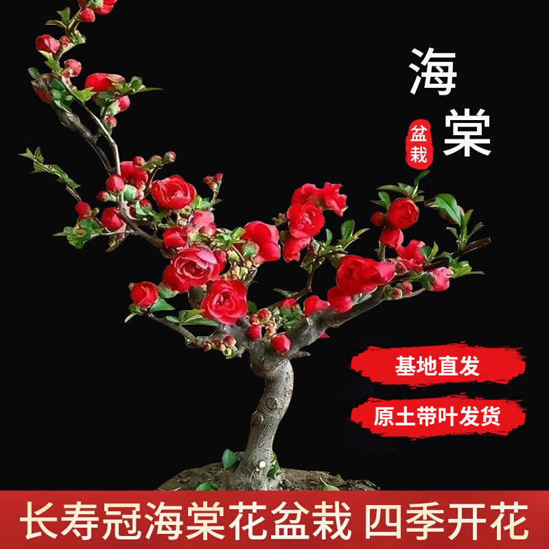 海棠花盆 原生长寿冠绿宝石盆景重瓣阳台庭院室内花卉四季海棠花