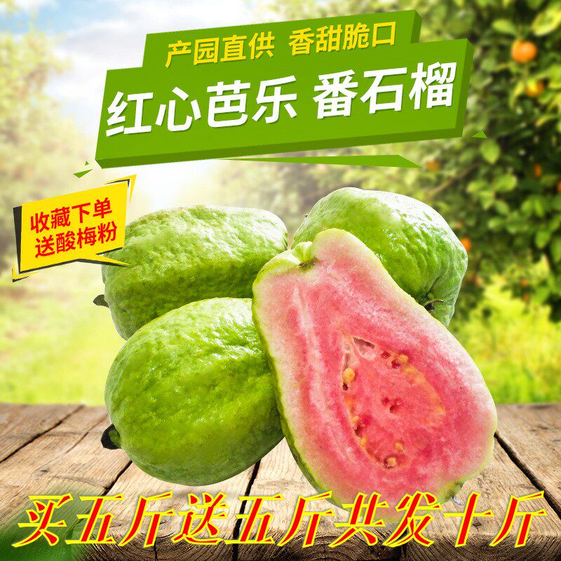 新鮮紅寶石紅心芭樂孕婦水果 當季紅芯紅肉番石榴現摘現發5斤包郵在類目 水產肉類/新鮮蔬果/熟食, 新鮮水果, 芭樂中 - 來自Buy2taobao.com提供專業的淘寶代購服務