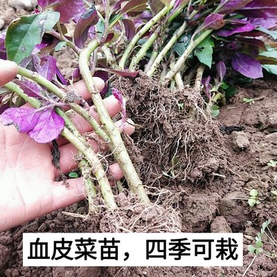 血皮菜苗紫背菜苗带根带土多年生