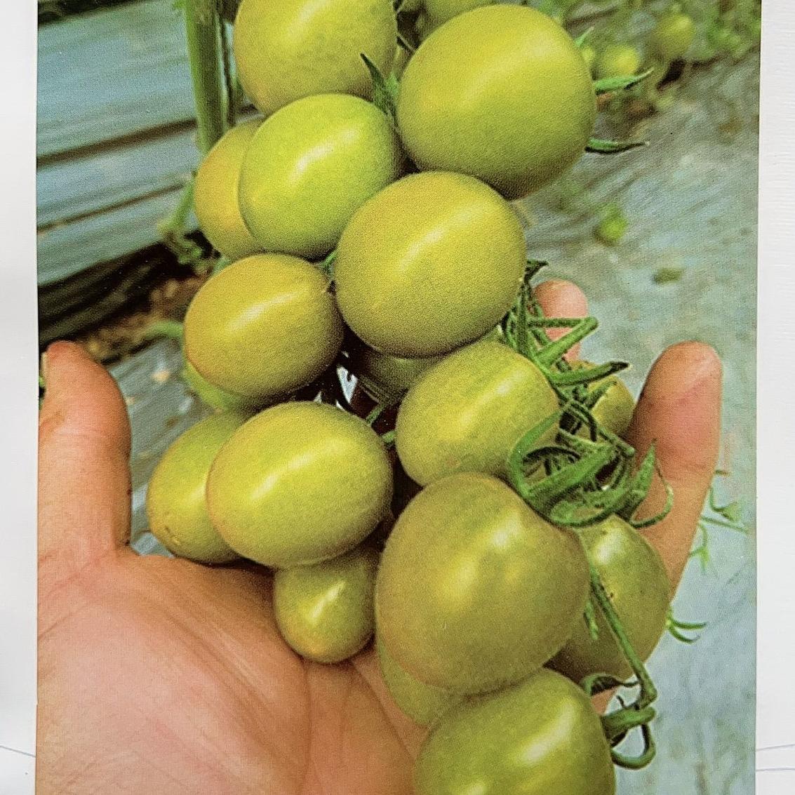 樱桃番茄梦想青甜口感番茄