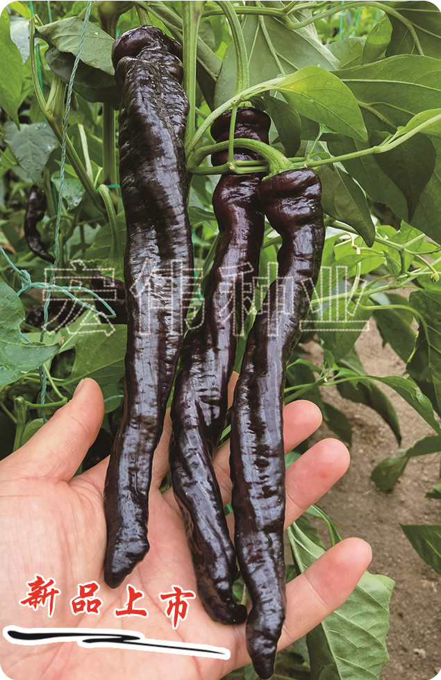 紫陇一号  紫色辣椒 早熟品种 富含花青素 营养保健