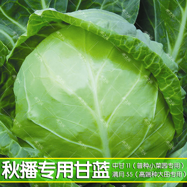 宏伟日本进口中甘11甘蓝种子21美华紫包菜种子红甘蓝种子卡萨罗
