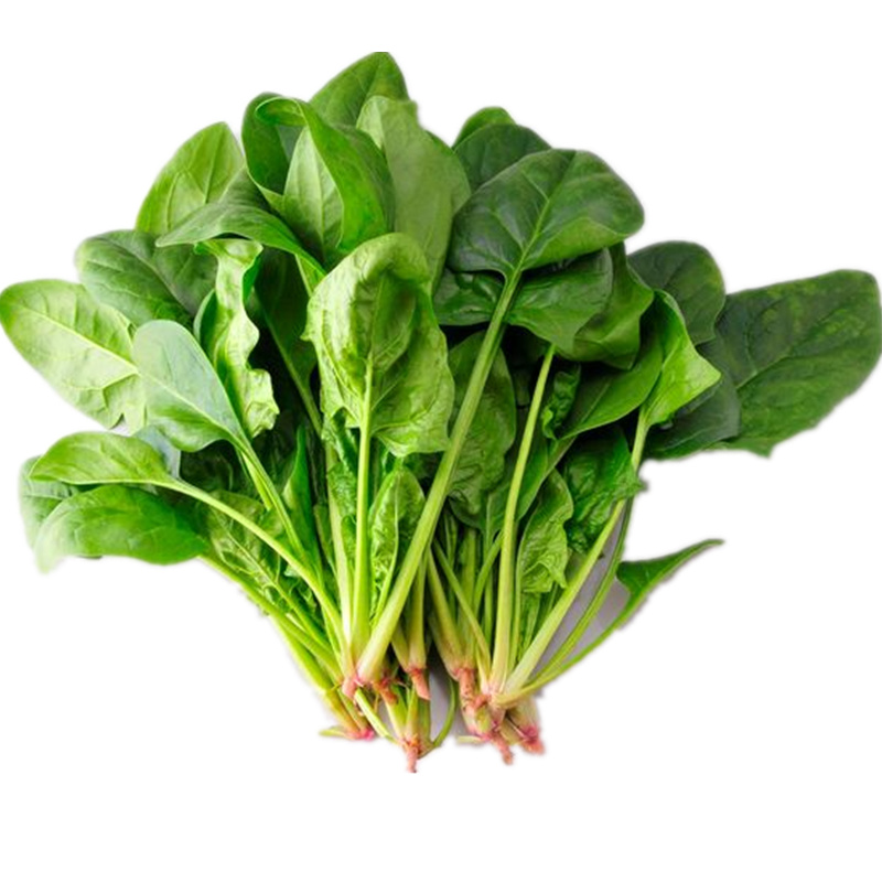 日本高产春季耐寒耐热大叶菠菜