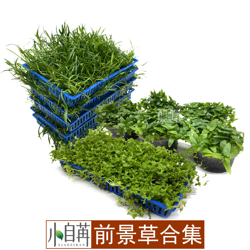 前景草鱼缸矮珍珠趴地