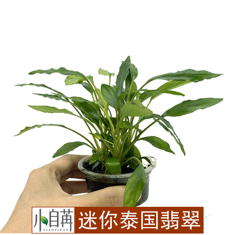 果冻迷你泰国翡翠椒草真水草活体鱼缸造景装饰水族箱中后景草