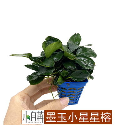 鱼缸造景水族莫斯买二送一