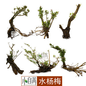 水杨梅野采树桩鱼缸造景培土