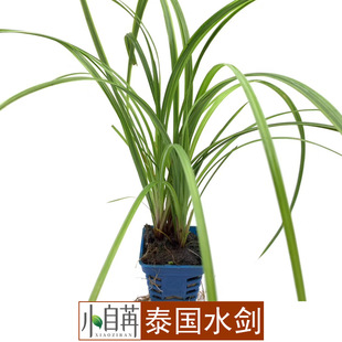 泰国水剑水草活体鱼缸造景真水草装饰水族箱观赏后景草有茎类