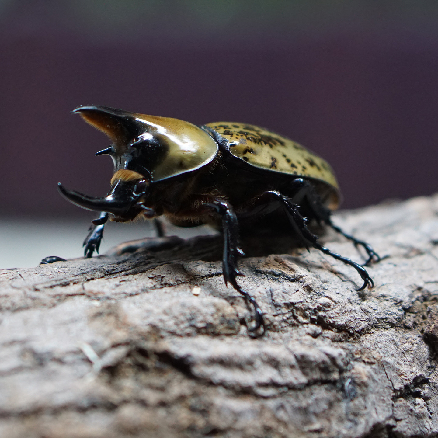 美东白兜成虫幼虫活体大兜虫爬虫长戟美西独角仙新手入门礼物