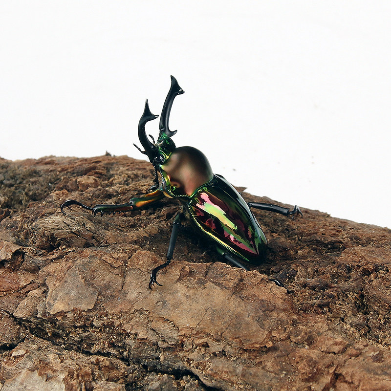 彩虹锹形虫彩虹锹甲宠物昆虫活体幼虫成虫公母 独角仙长戟兜虫