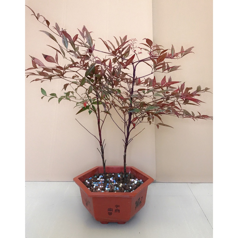 南天竺盆栽树苗室内外地栽耐寒南天竹盆景丛生植物老桩四季景观赏