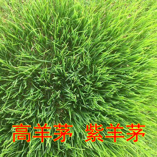 蓝标高羊茅种子紫羊茅种草坪种子护坡草籽绿化庭院四季耐热免修剪
