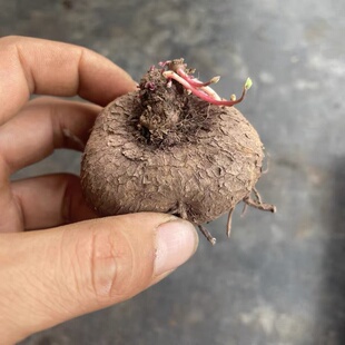 山乌龟金不换绿植物红藤圆叶多肉块根爬藤火山石室内外阳台种球根