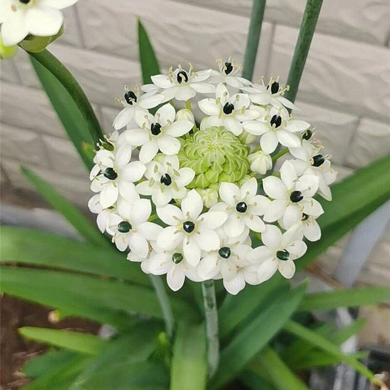 伯利恒之星种球花园盆栽植物花卉天鹅绒虎眼万年青圣心百合种根茎图片
