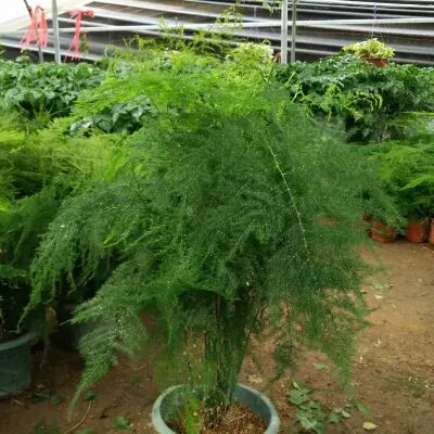 盆栽文竹苗观叶绿植四季长青植物桌面绿植