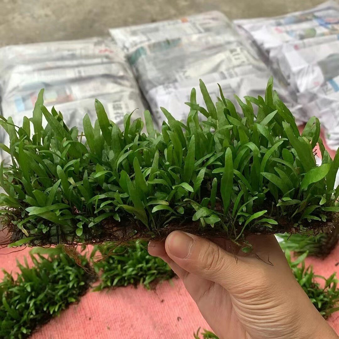 铁皇冠水草鱼缸造景装饰好养懒人水草细叶铁皇冠网片直接入缸就活