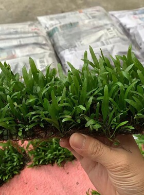 铁皇冠水草鱼缸造景装饰好养懒人水草细叶铁皇冠网片直接入缸就活