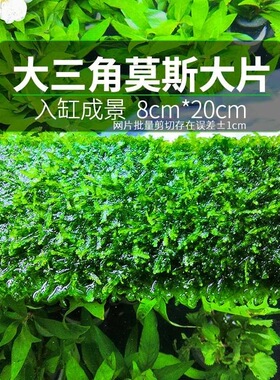 现货大片莫斯网片大三角莫斯垂泪莫斯火焰爪哇水下养殖小三角水培