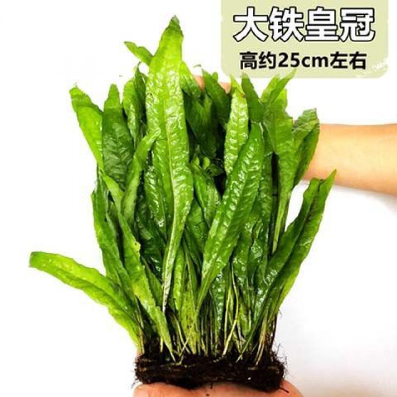 大叶铁皇冠水草懒人新手好养易活皇冠带根直接放鱼缸水培绿植鱼草