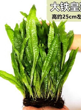 大叶铁皇冠水草懒人新手好养易活皇冠带根直接放鱼缸水培绿植鱼草