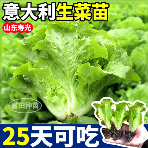 四季意大利生菜苗秧带土球鲜嫩好吃大速奶油紫罗马种子籽庭院高产