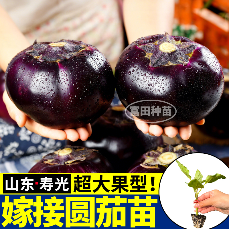山东寿光嫁接圆茄苗秧四季超大果