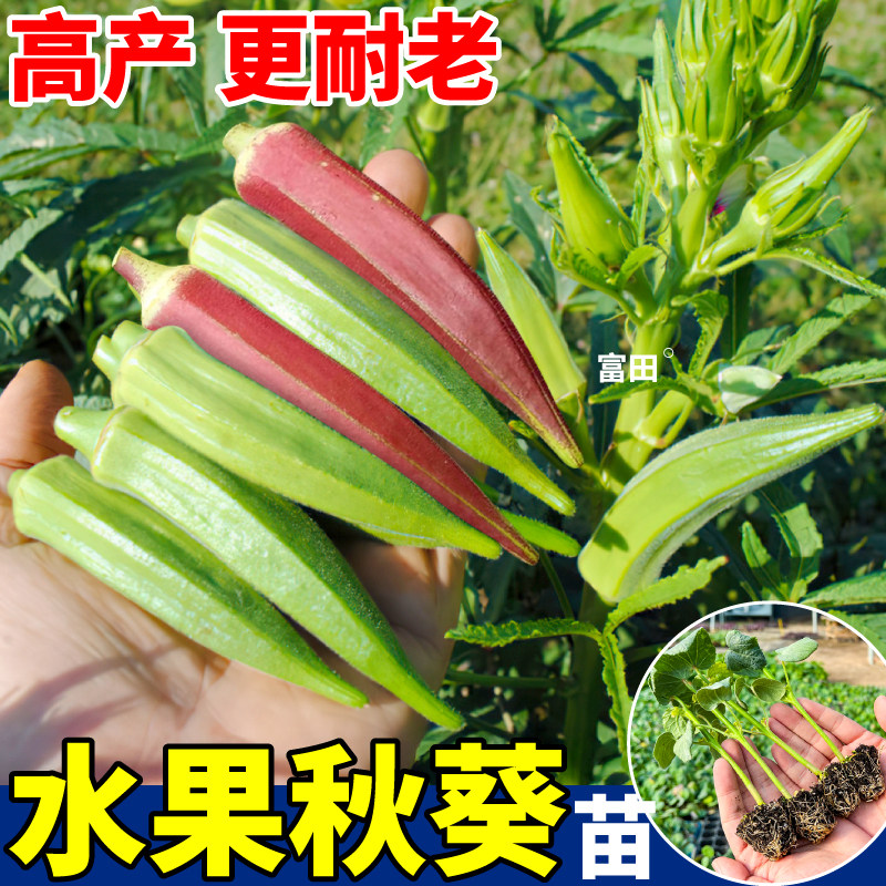 山东寿光水果秋葵苗秧阳台盆栽小院红绿秋葵种子耐老高产蔬菜苗