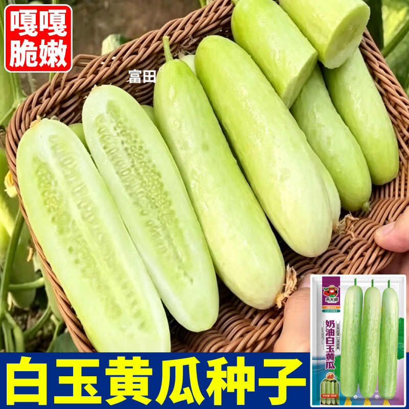 正品奶油白玉黄瓜种子多汁四季水果黄瓜种籽盆栽田地可种植春秋播