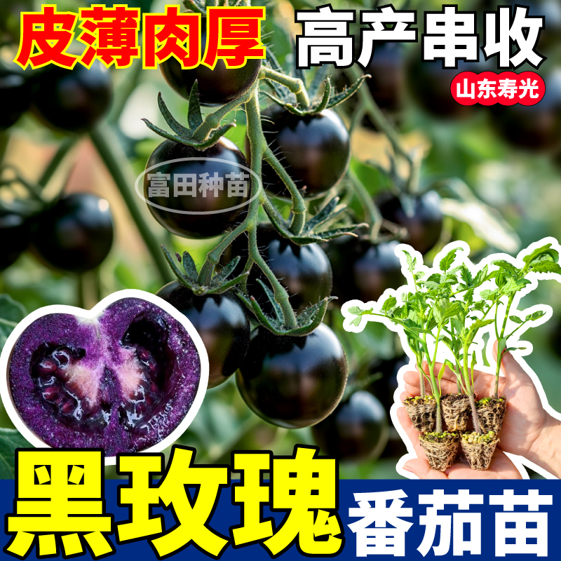 寿光黑玫瑰番茄苗秧四季高产串收黑紫色圣女果种子阳台小院盆栽