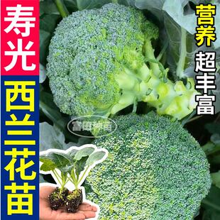 西兰花苗秧带土松花菜紫花菜包菜绿紫甘蓝蔬菜苗四季庭院盆栽种子