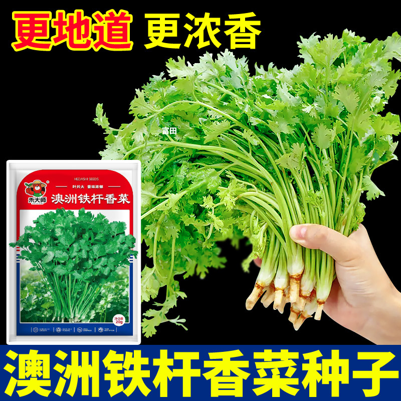 澳洲铁杆香菜种子耐寒抗病性强