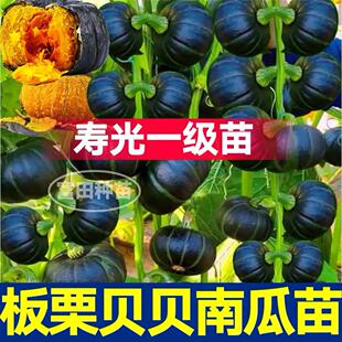 软糯香甜板栗贝贝南瓜苗秧带土球小南瓜蜜本老南瓜盆栽庭院种子籽