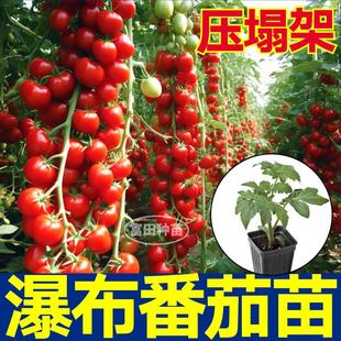超甜珍珠瀑布番茄苗秧带土球红黄黑小柿子圣女果樱桃春秋种子庭院